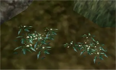 Bush