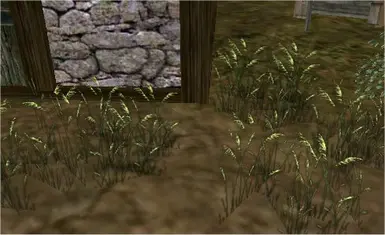 Grass
