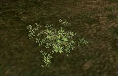 Ground Cover