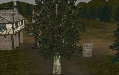 Oak Tree