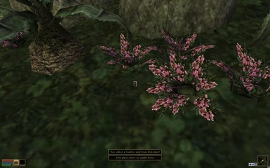 Finding a seed on one plant and getting nothing from another