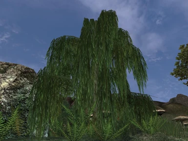 v10 - Weeping Willow 