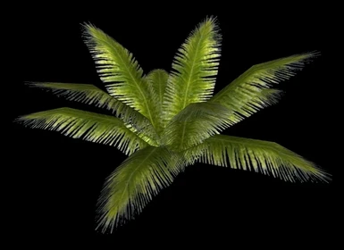 Palm fern