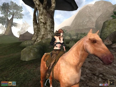 BB Saddle for Pegasus horse ranch