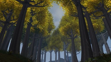 Mallorn Trees in Morrowind