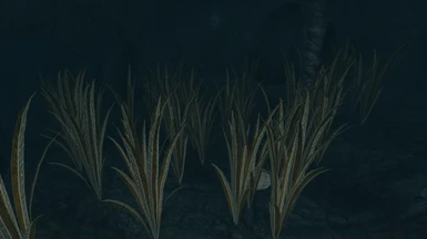 New underwater cavern plants