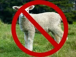 No Sheep