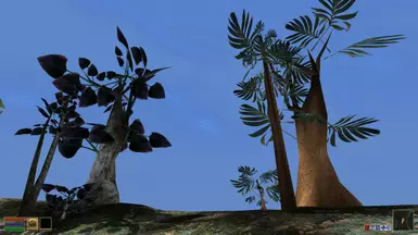 Exotic Trees Showcase