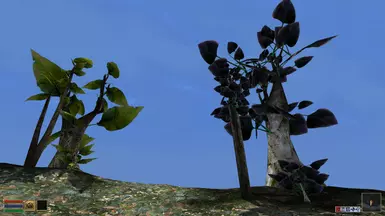 Exotic Trees Showcase