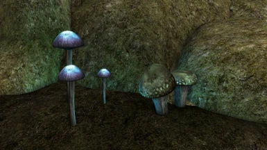 Mushrooms Bitter Coast