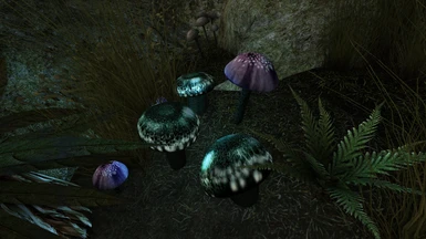 BC Mushrooms