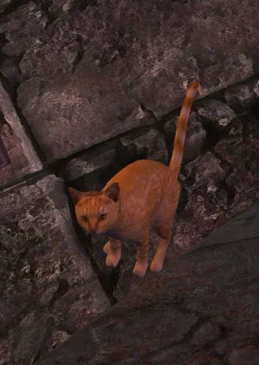 Basil the Orange Cat