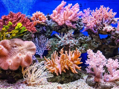 Vurt's Corals Redone