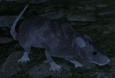 Graue Ratte