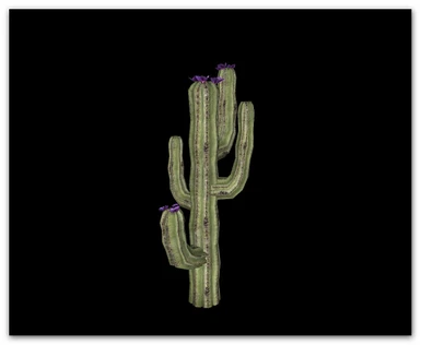 Cactus 11