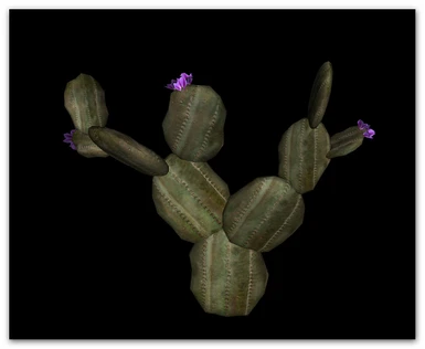 Cactus 08