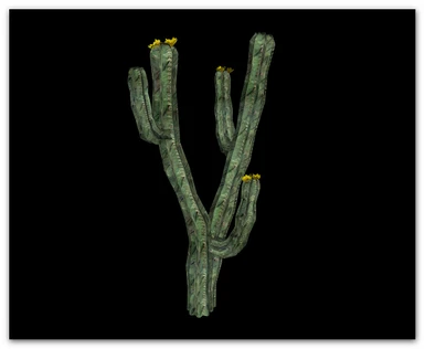 Cactus 13
