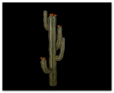 Cactus 10