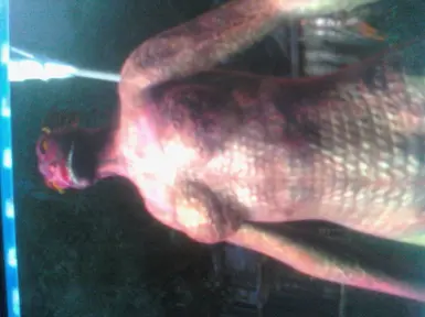 Pariah Argonian Female Bod