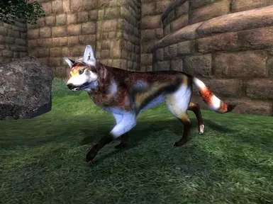 calico wolf