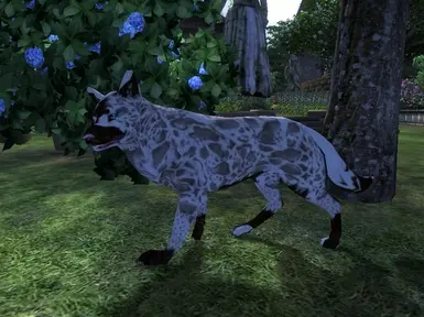 white leopard wolf