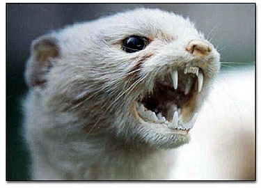 This is a stoat