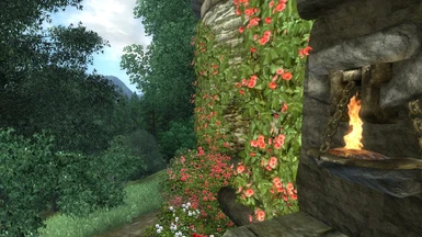 ver 2 new climbing roses outdoors