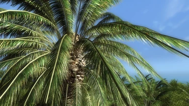 Date Palm Tree v11