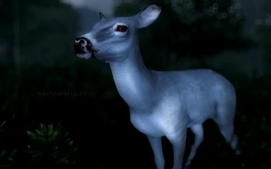 albino deer