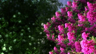 Crepe Myrtle - discarded alternative - resource only