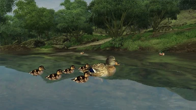 Ducks and Swans for Cyrodiil
