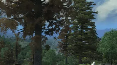 New white pine - fall