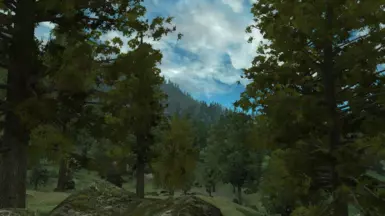 New white pine - summer