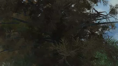 New white pine - fall