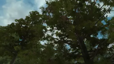 New white pine - summer