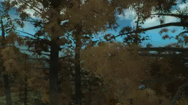 New white pine - fall