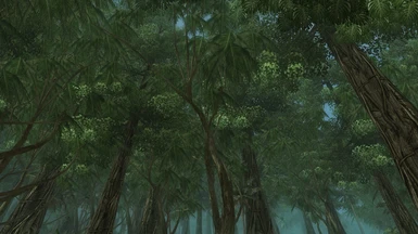 Banyan Forest