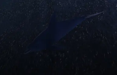 Dolphin