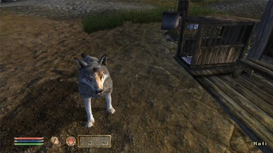 Your very own pet wolf!