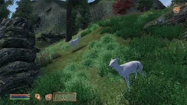 White Deer in the wilderness outside of Kvatch