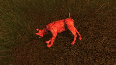 Rotting Cat.