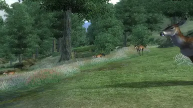 Deer And Their Predators