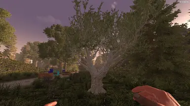 Plantable &amp; Harvestable Tree (Olives)