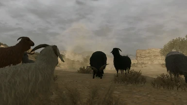 More Goats