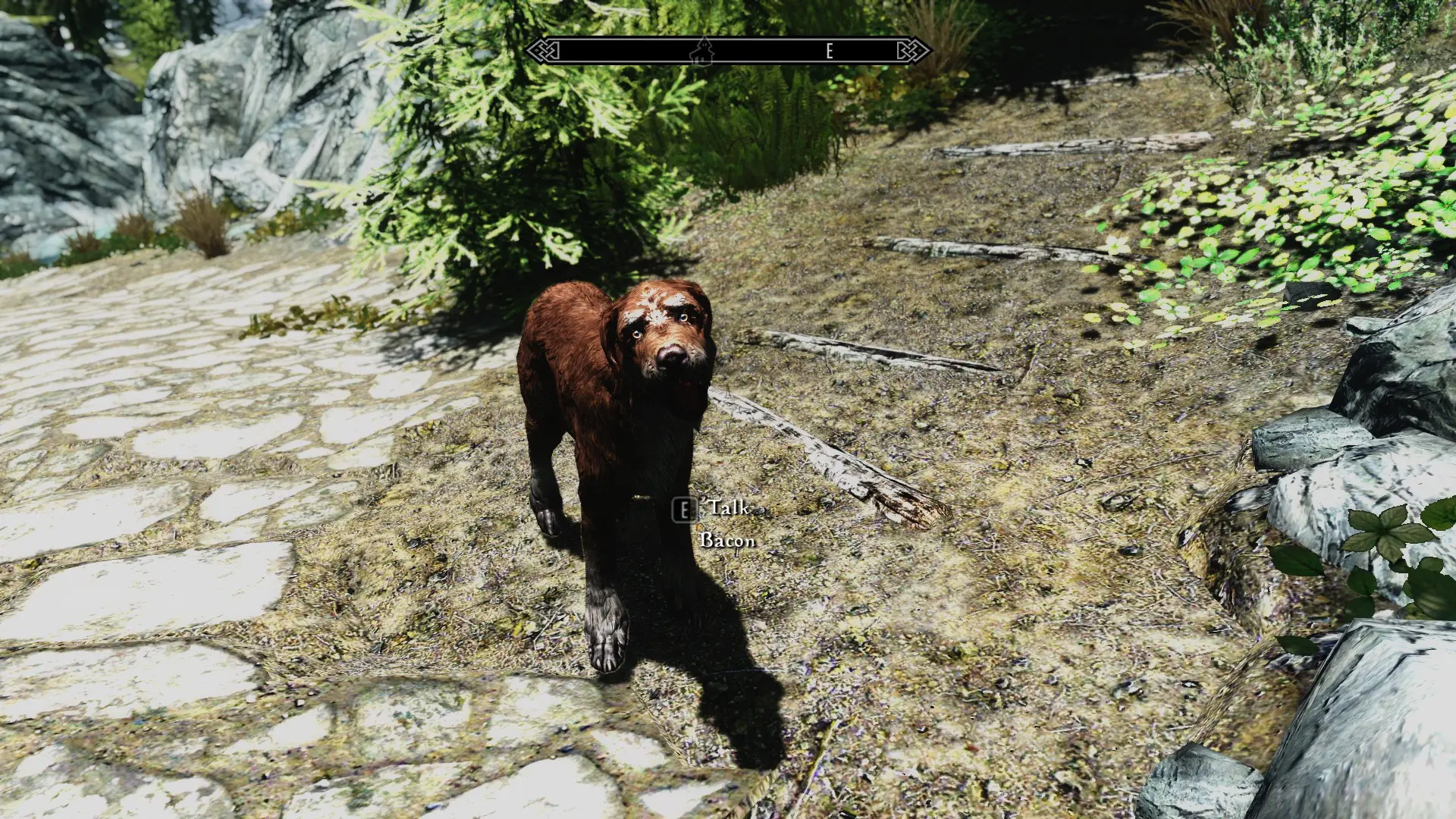 Stray dogs new identity and name at Skyrim Nexus Mods and Community