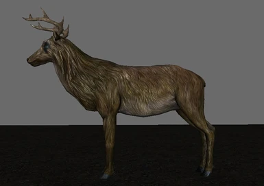Vannila Female Elk