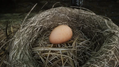 Chicken Nest and Egg