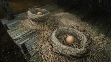 Chicken Nest and Eggs