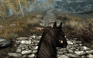 Horse in First Person