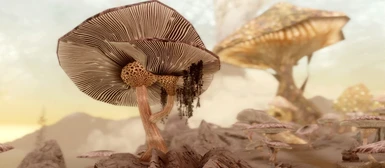 Solstheim mushrooms by Mari
